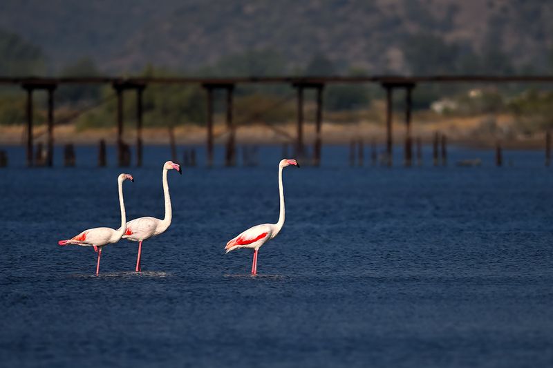 Flamingo (Phoenicopterus roseus)