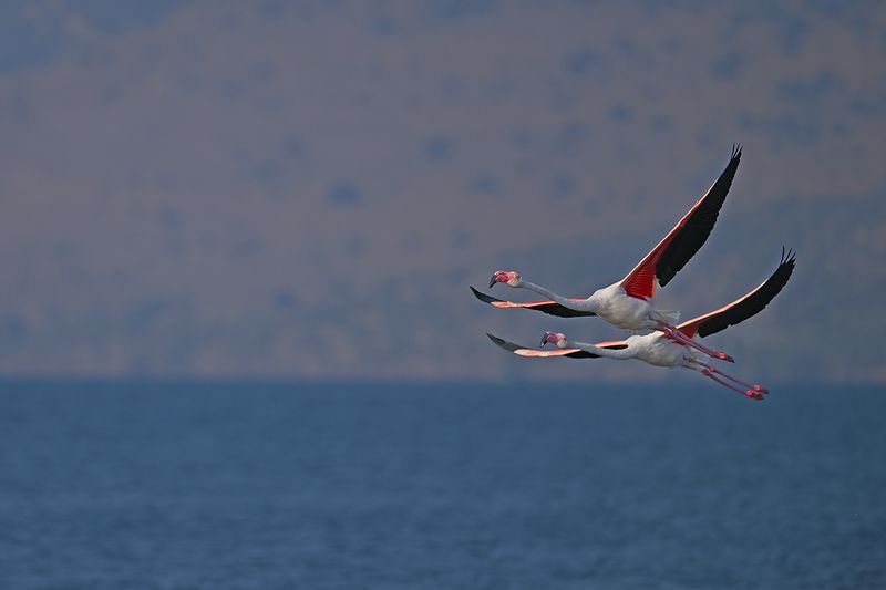 Flamingo (Phoenicopterus roseus)