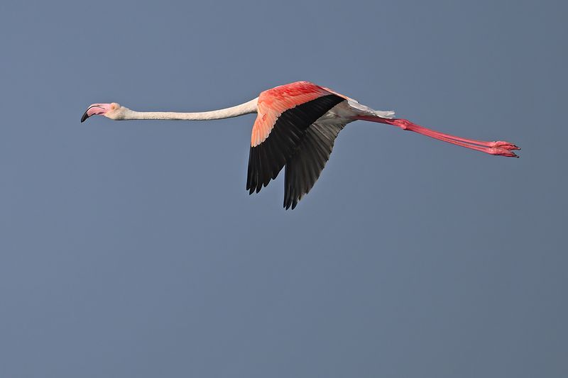 Flamingo (Phoenicopterus roseus)