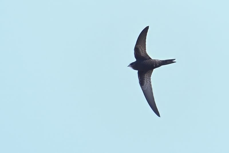 Common Swift (Apus apus) 