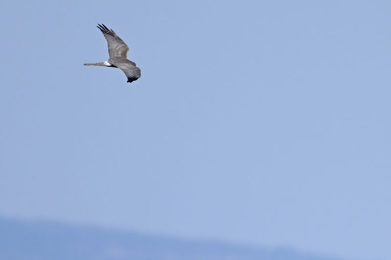 Pallid Harrier (Circus macrourus)