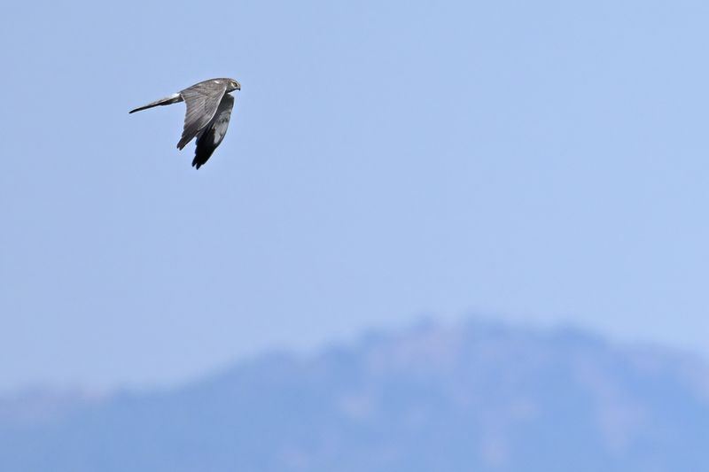 Pallid Harrier (Circus macrourus)
