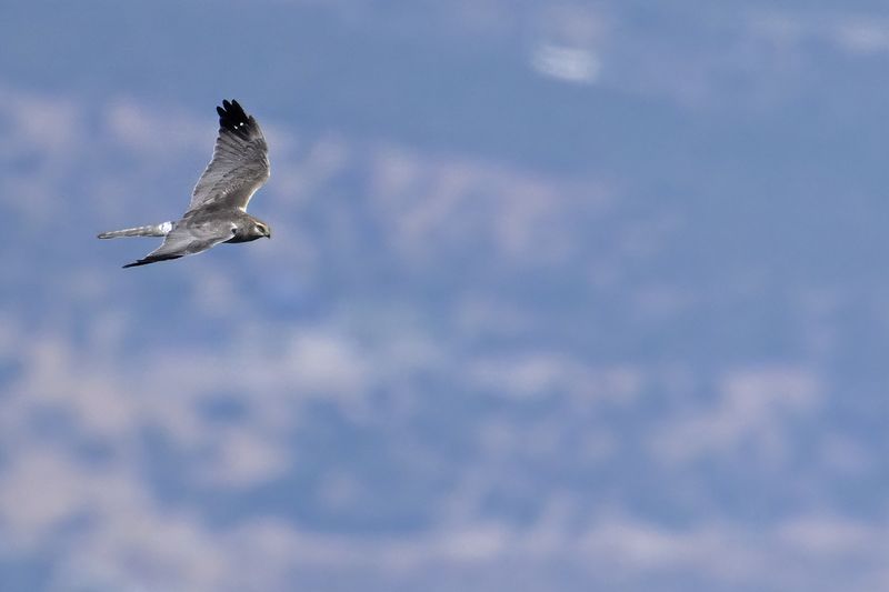 Pallid Harrier (Circus macrourus)