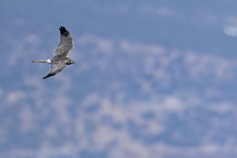Pallid Harrier (Circus macrourus)