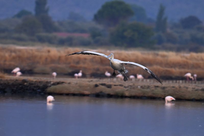 Dalmatian pelican (Pelecanus crispus)