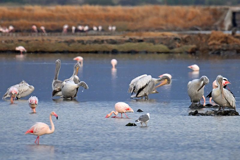 Dalmatian pelican (Pelecanus crispus)