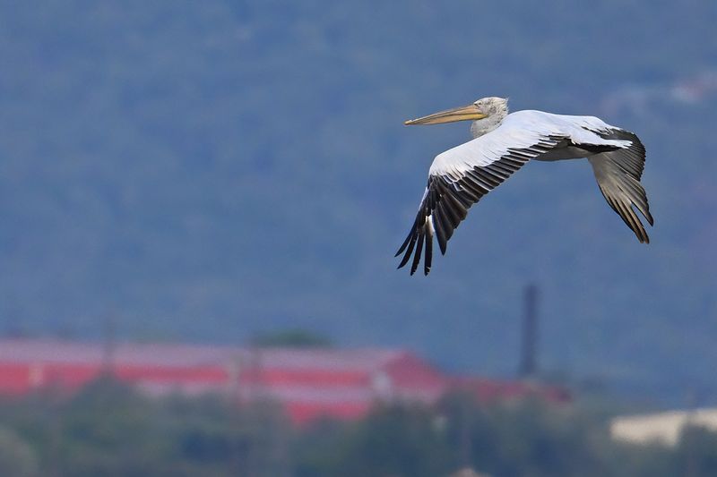 Dalmatian pelican (Pelecanus crispus)