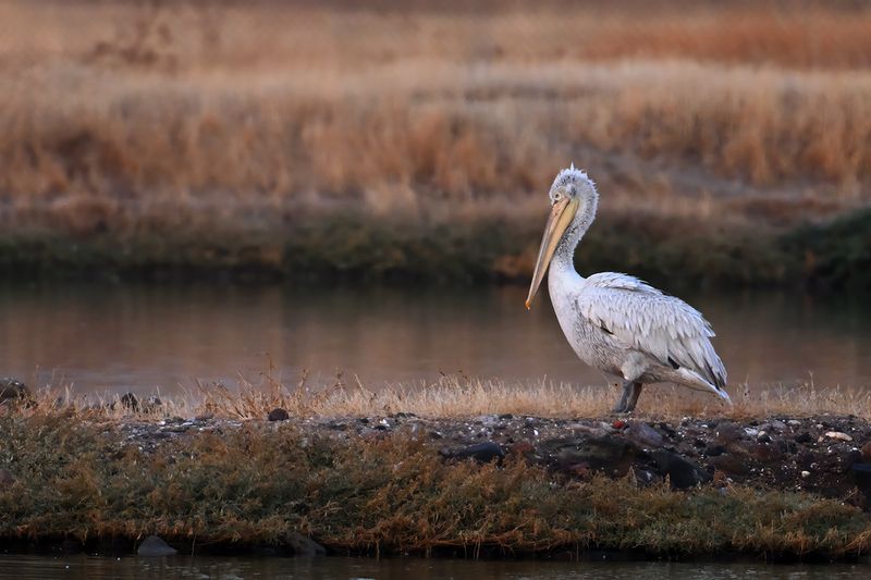 Dalmatian pelican (Pelecanus crispus)