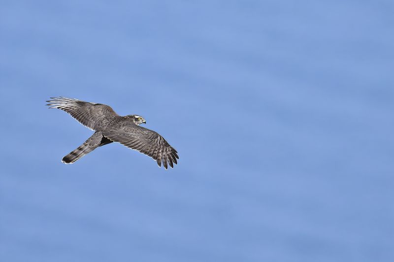 Eurasian Sparrowhawk (Accipiter nisus)
