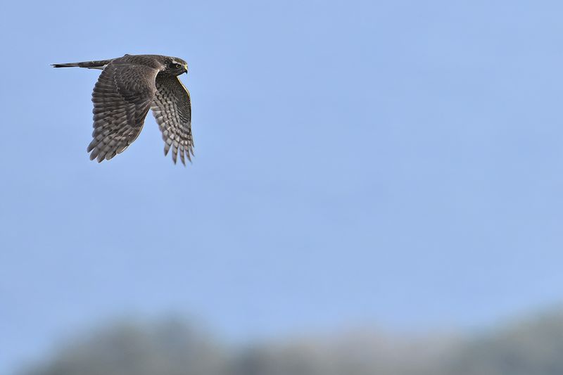 Eurasian Sparrowhawk (Accipiter nisus)