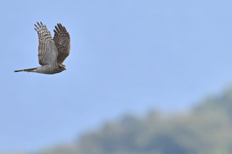 Eurasian Sparrowhawk (Accipiter nisus)