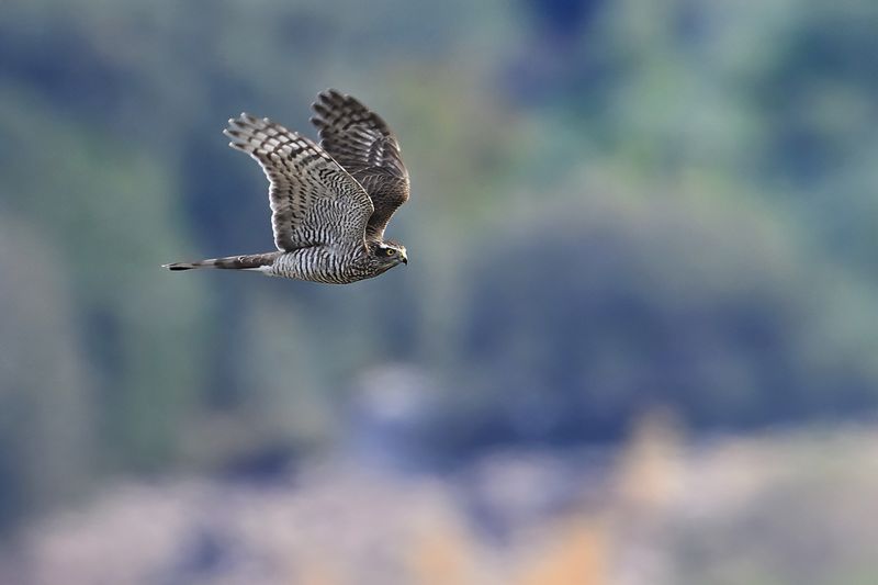 Eurasian Sparrowhawk (Accipiter nisus)