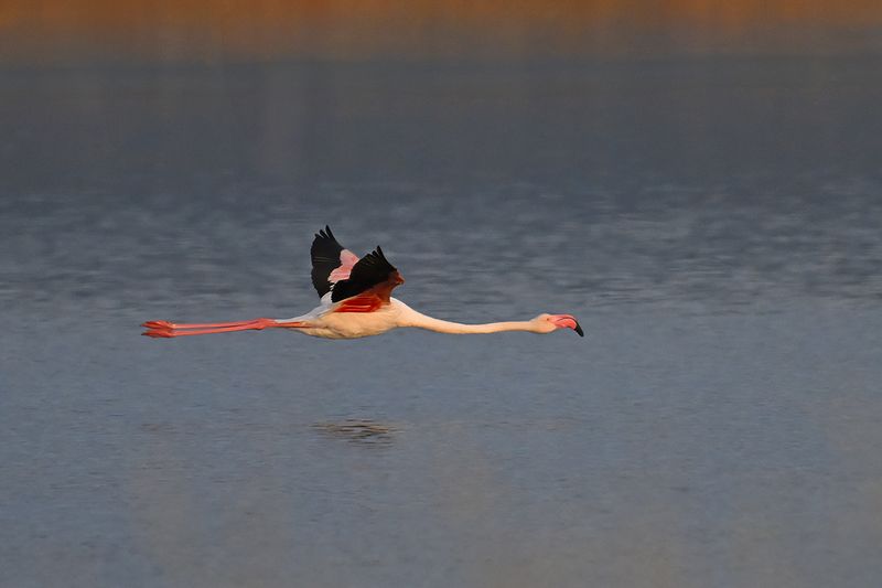 Flamingo (Phoenicopterus roseus)