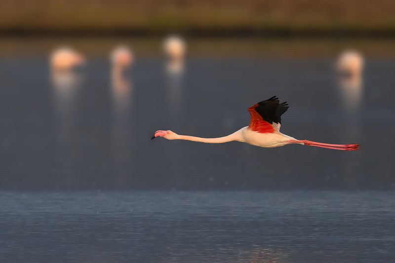 Flamingo (Phoenicopterus roseus)