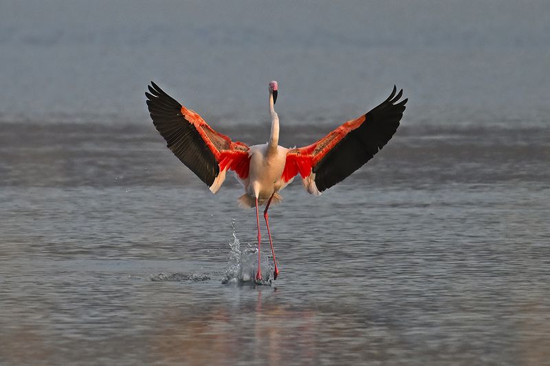 Flamingo (Phoenicopterus roseus)