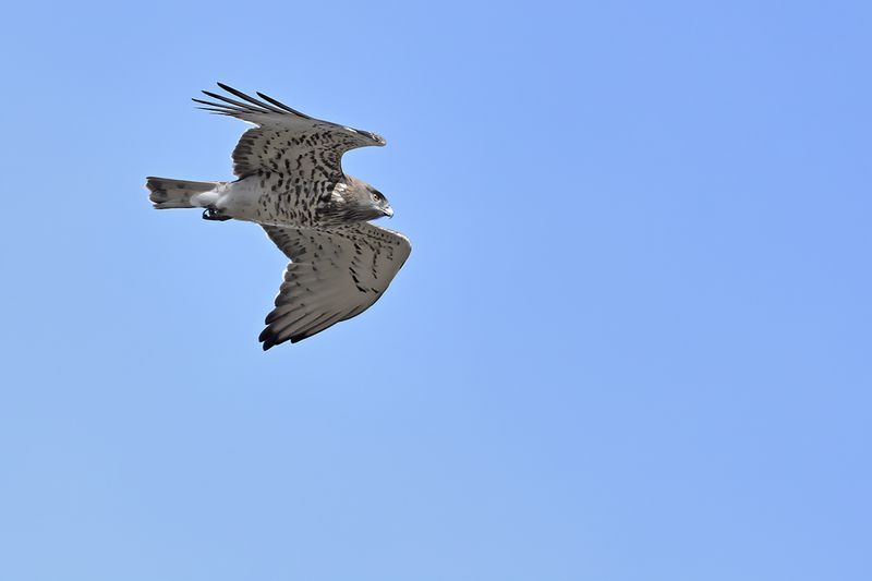 Short-toed Eagle (Circaetus gallicus)