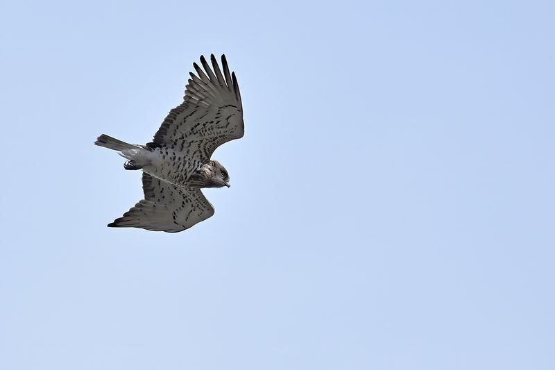 Short-toed Eagle (Circaetus gallicus)