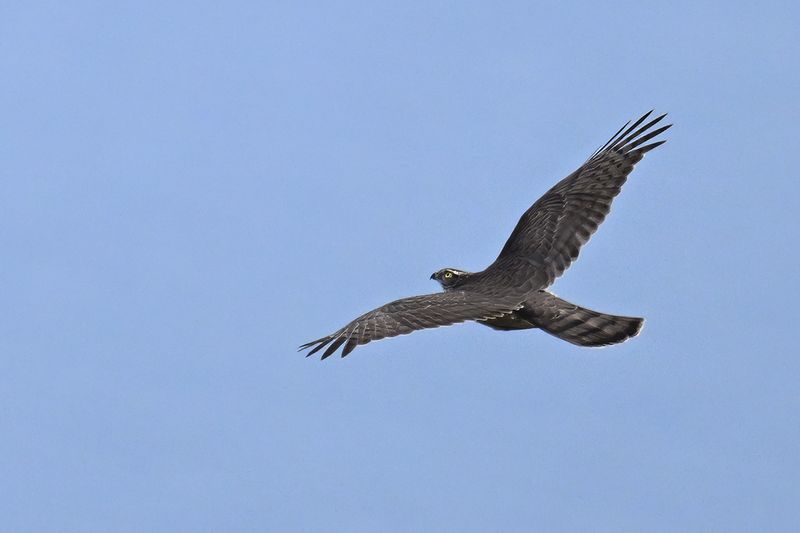 Eurasian Sparrowhawk (Accipiter nisus)