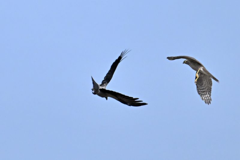 Eurasian Sparrowhawk (Accipiter nisus)