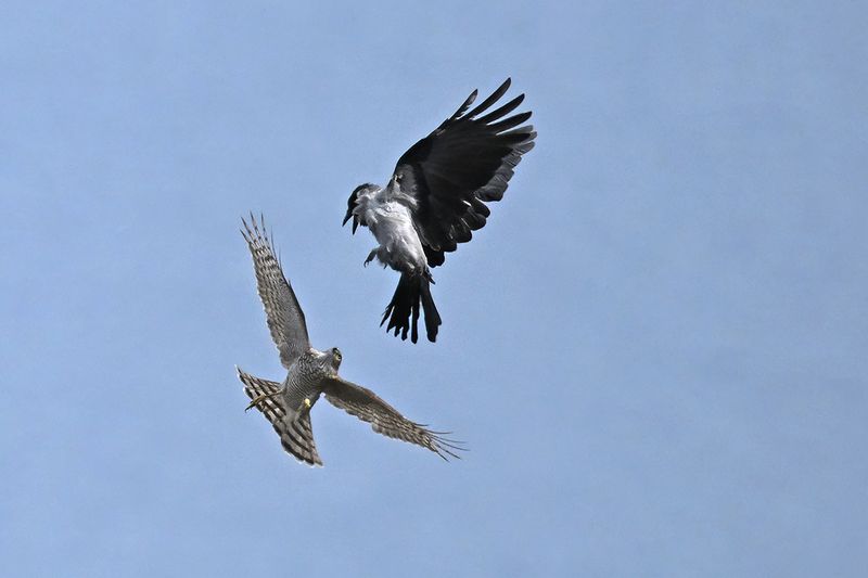 Eurasian Sparrowhawk (Accipiter nisus)