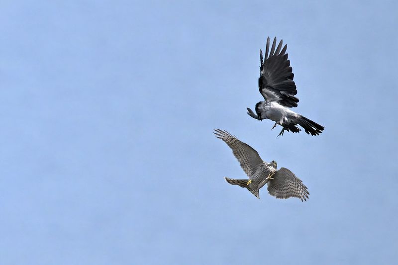 Eurasian Sparrowhawk (Accipiter nisus)