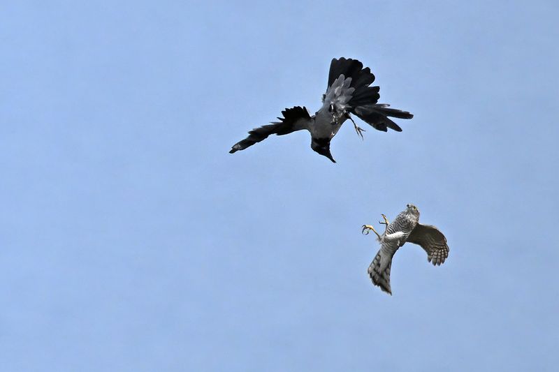 Eurasian Sparrowhawk (Accipiter nisus)