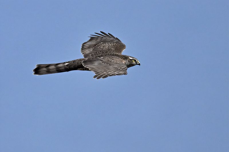 Eurasian Sparrowhawk (Accipiter nisus)