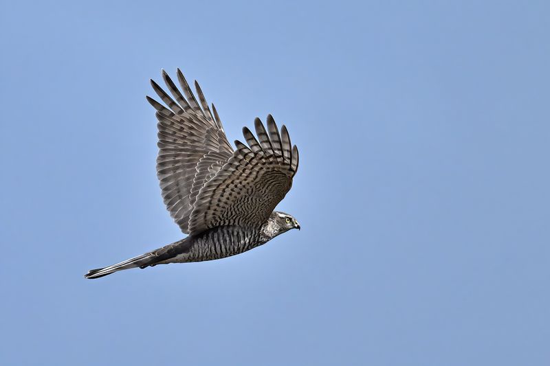 Eurasian Sparrowhawk (Accipiter nisus)