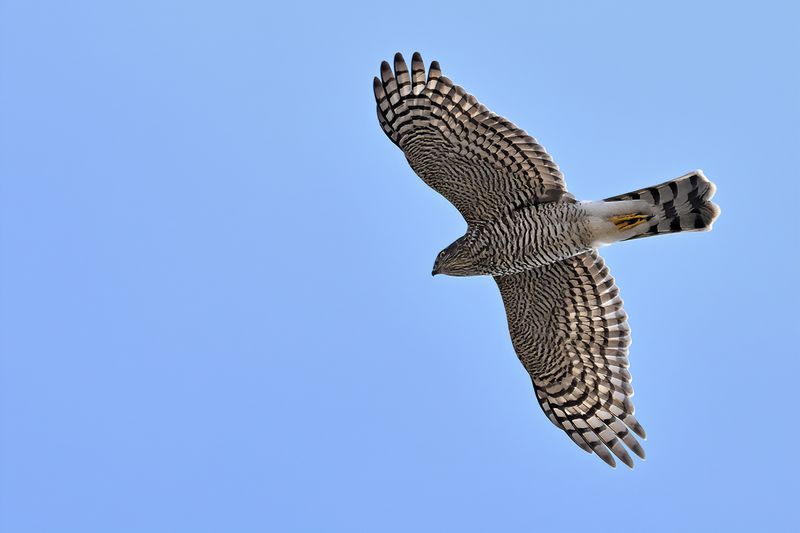 Eurasian Sparrowhawk (Accipiter nisus)