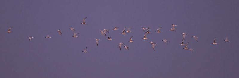 Sandwich Tern (Thalasseus sandvicensis)