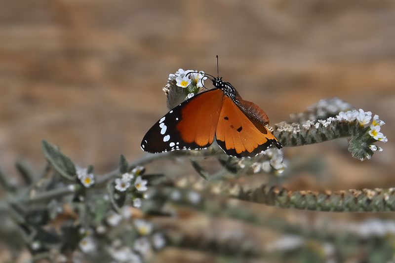 Plain Tiger (Danaus chrysippus)