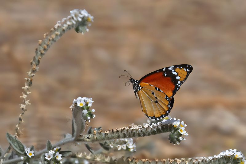 Plain Tiger (Danaus chrysippus)