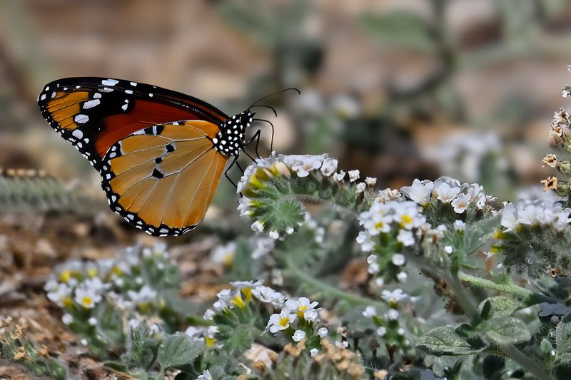 Plain Tiger (Danaus chrysippus)