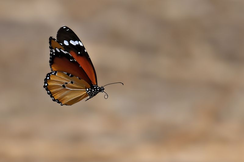 Plain Tiger (Danaus chrysippus)