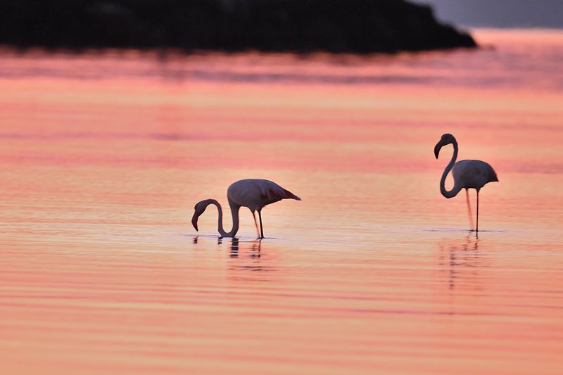 Flamingo (Phoenicopterus roseus)