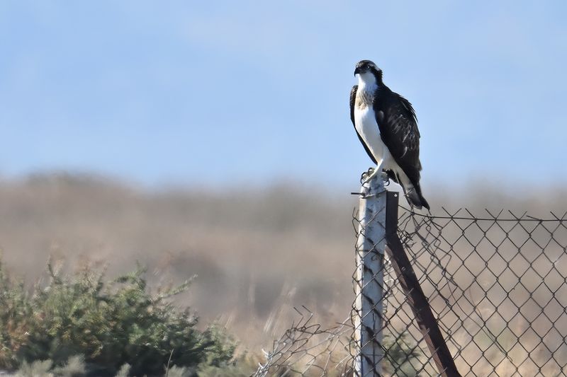 Osprey (Pandion haliaetus) 