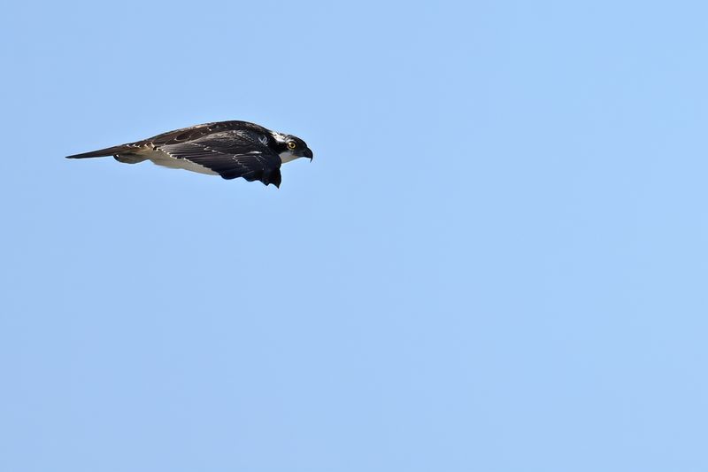 Osprey (Pandion haliaetus) 