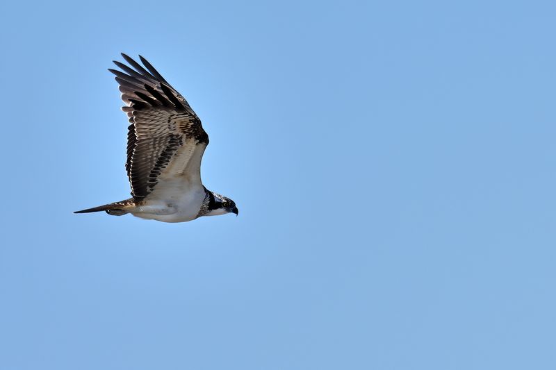 Osprey (Pandion haliaetus) 
