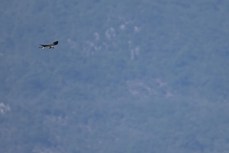 Osprey (Pandion haliaetus) 