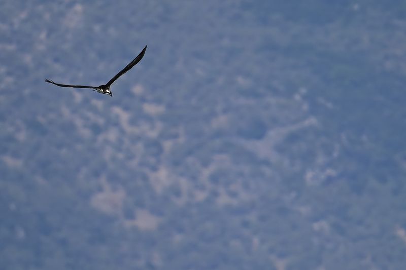 Osprey (Pandion haliaetus) 