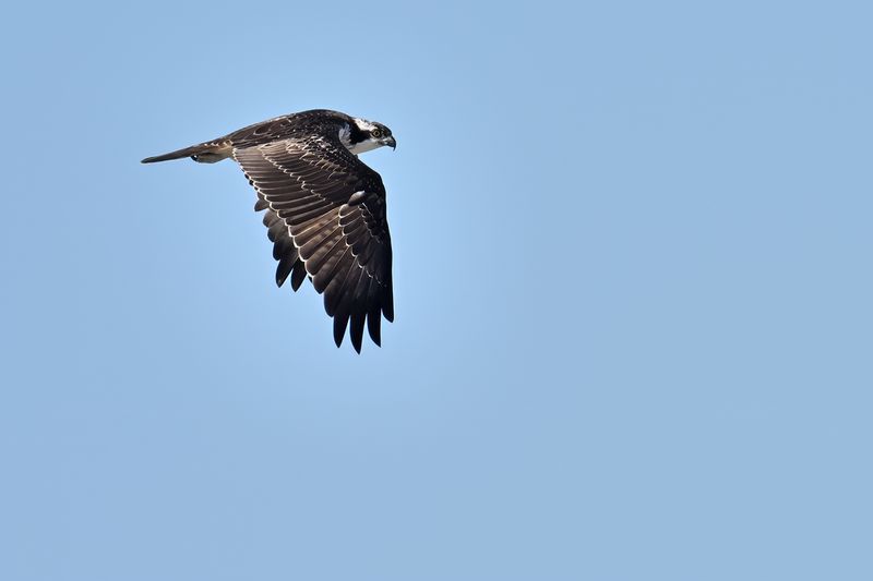 Osprey (Pandion haliaetus) 