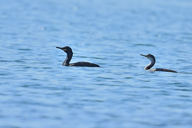 Mediterranean Shag (Gulosus aristotelis SSP. desmarestii)