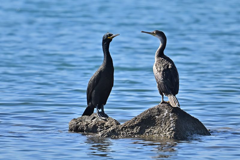 Mediterranean Shag (Gulosus aristotelis SSP. desmarestii)