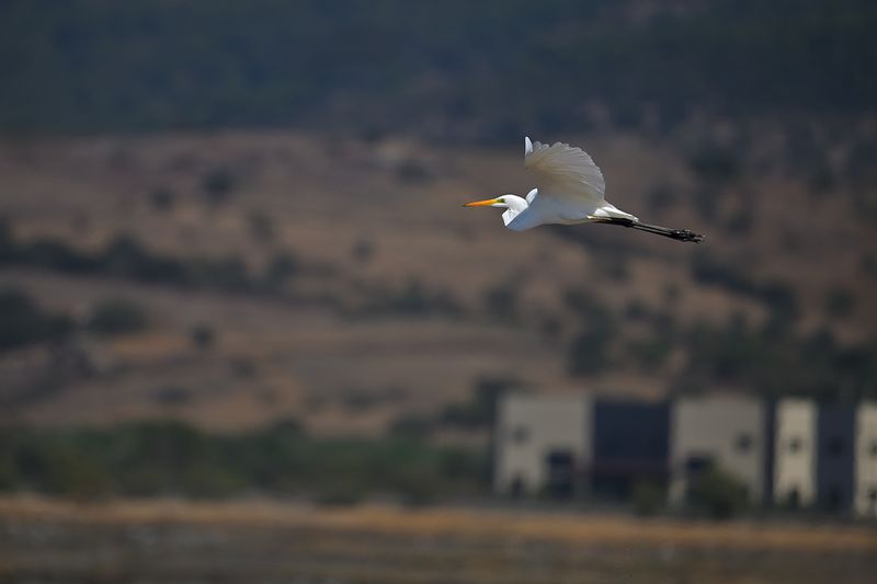 Great Egret (Ardea alba)