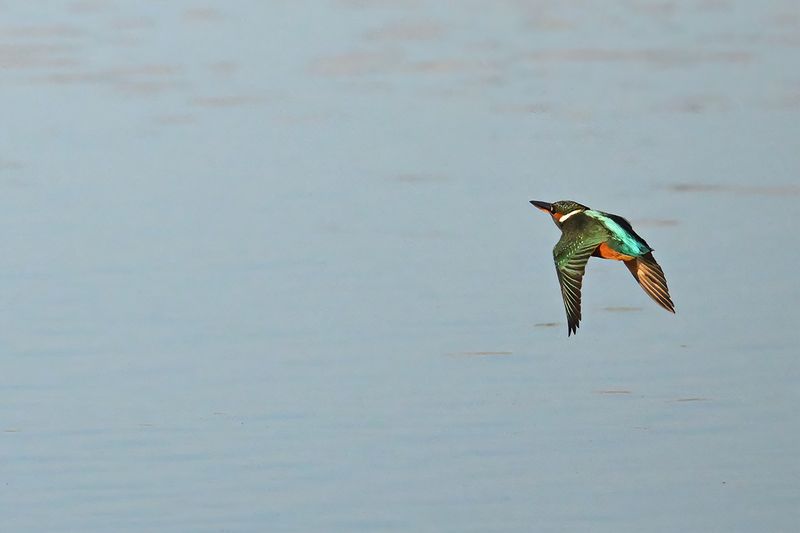Common Kingfisher (Alcedo atthis)