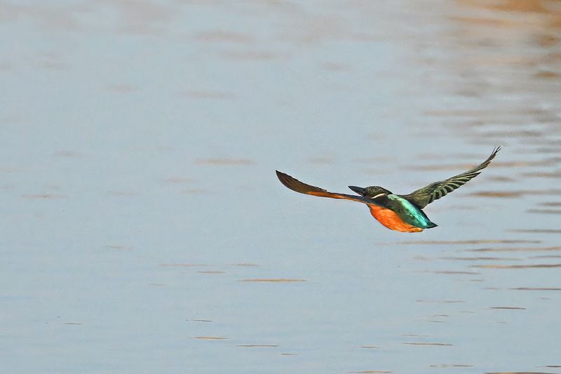 Common Kingfisher (Alcedo atthis)