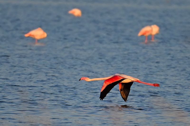 Flamingo (Phoenicopterus roseus)