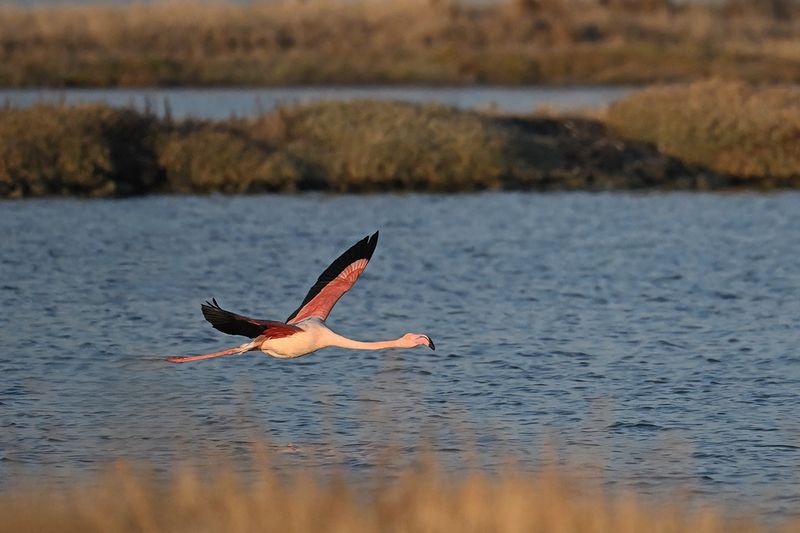 Flamingo (Phoenicopterus roseus)