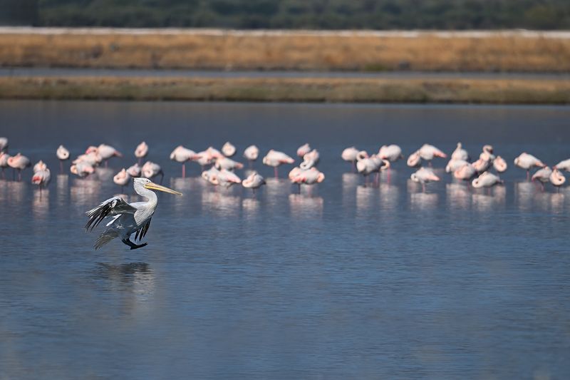 Dalmatian pelican (Pelecanus crispus)