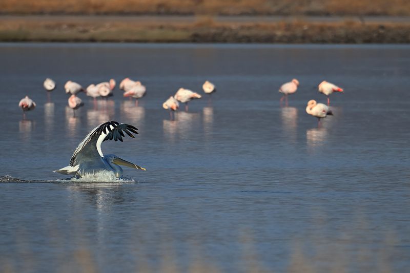Dalmatian pelican (Pelecanus crispus)